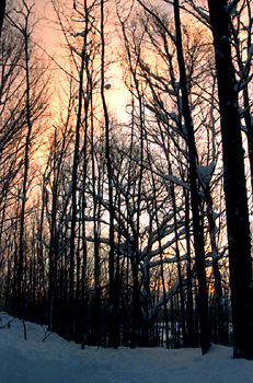 Snowy Trees at Dawn