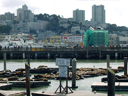 Sea Lions Basking